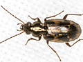 Bembidion varium